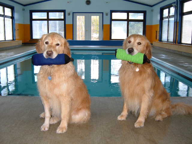 Уникальный фитнес центр для собак с бассейном